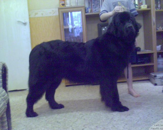 Фото: ньюфаундленд Ai Love Rich (Ай Лав Рич)