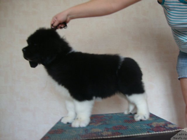 Фотография № 107374