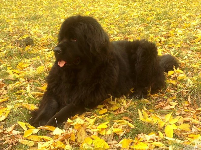 Фотография № 107379