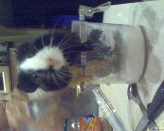 Фото: ньюфаундленд Ai Love Rich (Ай Лав Рич)