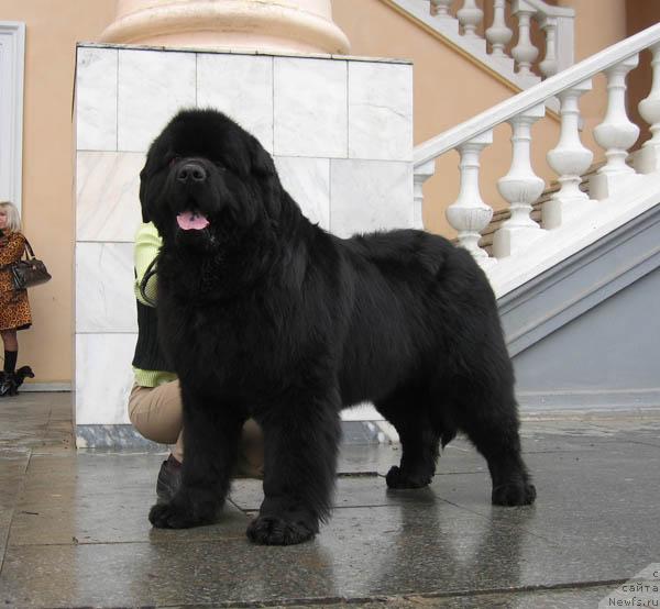 Фото: ньюфаундленд Jduschiy Solnca s Berega Dona (Ждущий Солнца с Берега Дона)