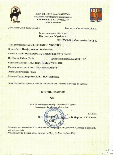 Фото: ньюфаундленд Kloofbears My Dream for Sent Djons