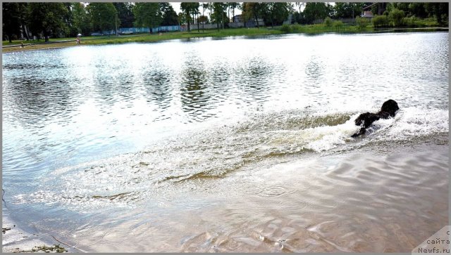 Фото: ньюфаундленд Utrennyaya Zvezda Avrora (Утренняя Звезда Аврора)