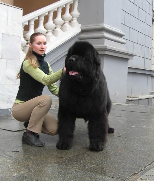 Фото: ньюфаундленд Jduschiy Solnca s Berega Dona (Ждущий Солнца с Берега Дона)