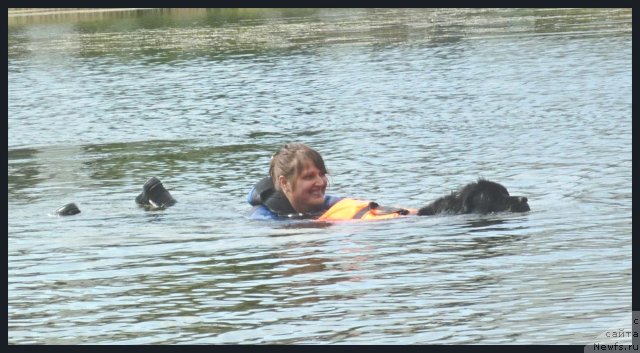 Фото: ньюфаундленд Utrennyaya Zvezda Avrora (Утренняя Звезда Аврора), Anastasiya Mihaylova (Анастасия Михайлова)