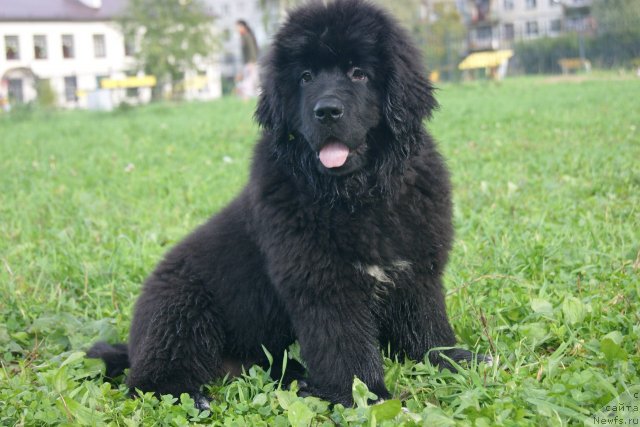 Фото: ньюфаундленд Velyke Malyatko Bayaderka Yurka