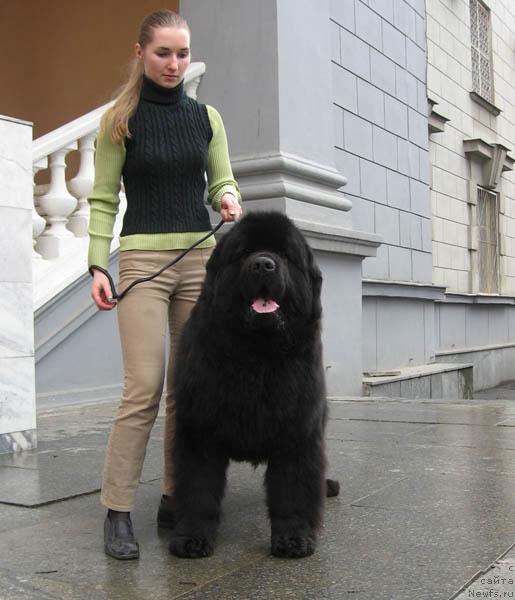 Фото: ньюфаундленд Jduschiy Solnca s Berega Dona (Ждущий Солнца с Берега Дона)