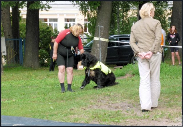 Фото: ньюфаундленд Piternyuf Enigma (Питерньюф Енигма), Nataliya Velikanova (Наталия Великанова)