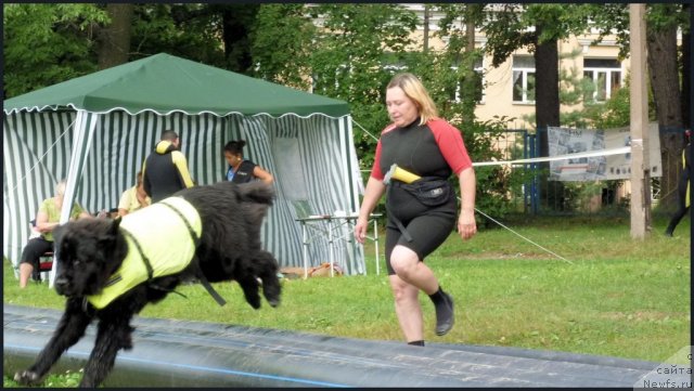 Фото: ньюфаундленд Piternyuf Enigma (Питерньюф Енигма), Nataliya Velikanova (Наталия Великанова)