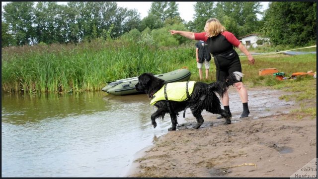 Фото: ньюфаундленд Piternyuf Enigma (Питерньюф Енигма), Nataliya Velikanova (Наталия Великанова)