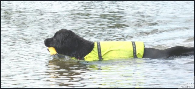 Фото: ньюфаундленд Piternyuf Enigma (Питерньюф Енигма)