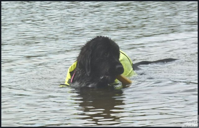 Фото: ньюфаундленд Piternyuf Enigma (Питерньюф Енигма)