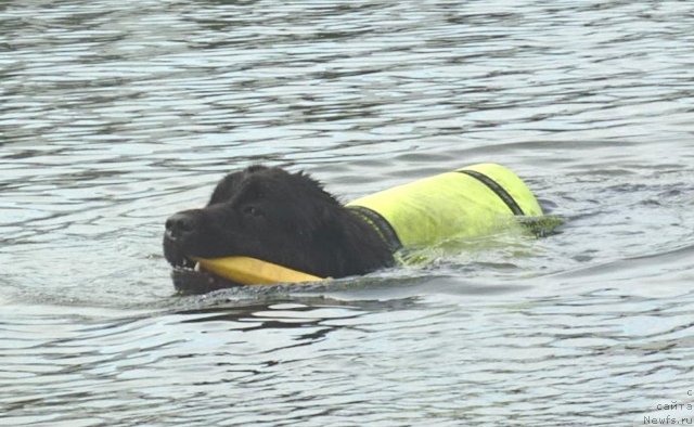 Фото: ньюфаундленд Piternyuf Enigma (Питерньюф Енигма)