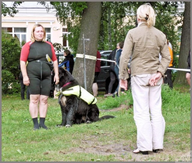 Фото: ньюфаундленд Piternyuf Enigma (Питерньюф Енигма), Nataliya Velikanova (Наталия Великанова)