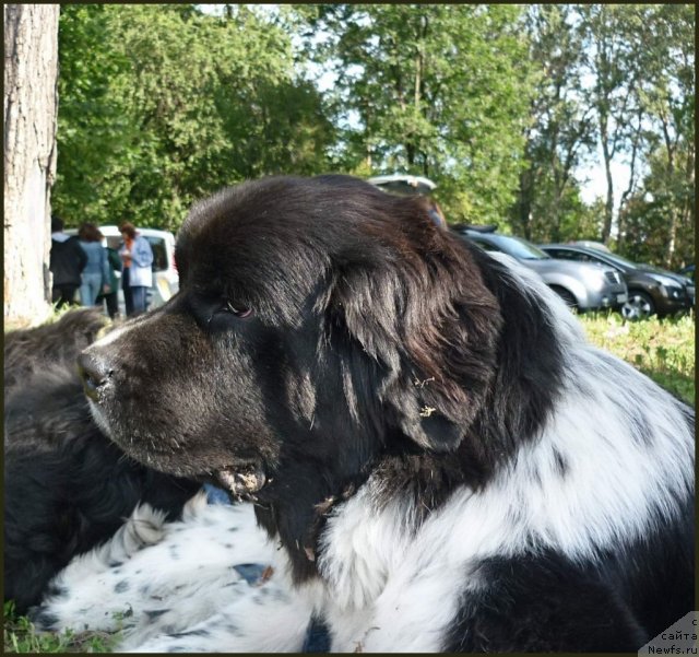 Фото: ньюфаундленд Piternyuf I Did It Again (Питерньюф И Дид Ит Агаин)