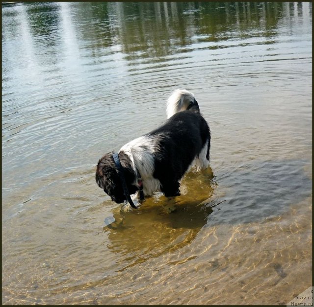 Фото: ньюфаундленд Piternyuf I Did It Again (Питерньюф И Дид Ит Агаин)