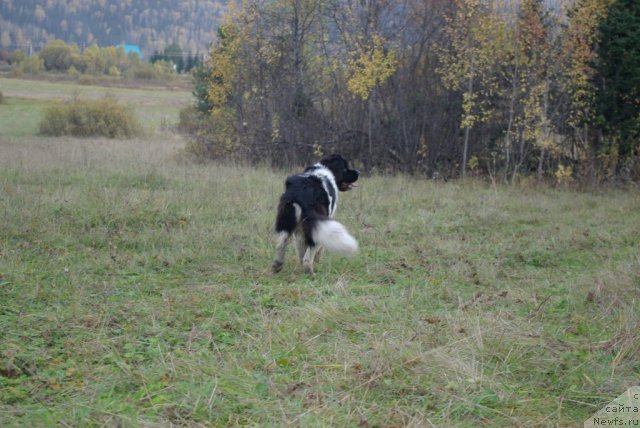 Фото: ньюфаундленд CHaruyuschaya Vzglyadom ot Sibirskogo Medvedya (Чарующая Взглядом от Сибирского Медведя)