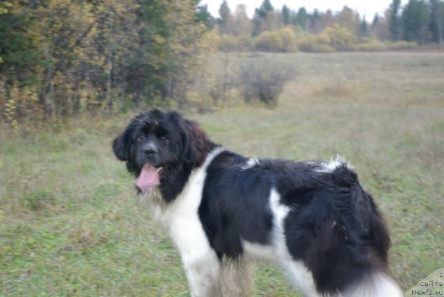 Фото: ньюфаундленд CHaruyuschaya Vzglyadom ot Sibirskogo Medvedya (Чарующая Взглядом от Сибирского Медведя)
