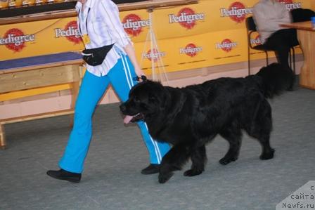 Фото: ньюфаундленд Admiral (Адмирал)