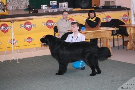 Фото: ньюфаундленд Admiral (Адмирал)