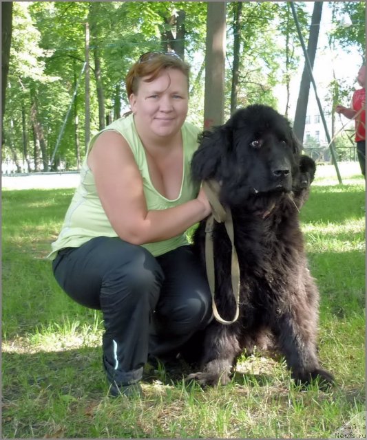 Фото: ньюфаундленд Smigar Teodor (Смигар Теодор), Irina Ishieva (Ирина Ишиева)