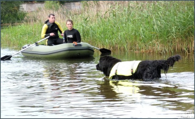 Фото: ньюфаундленд Smigar Teodor (Смигар Теодор), Anastasiya Kormakova (Анастасия Кормакова)