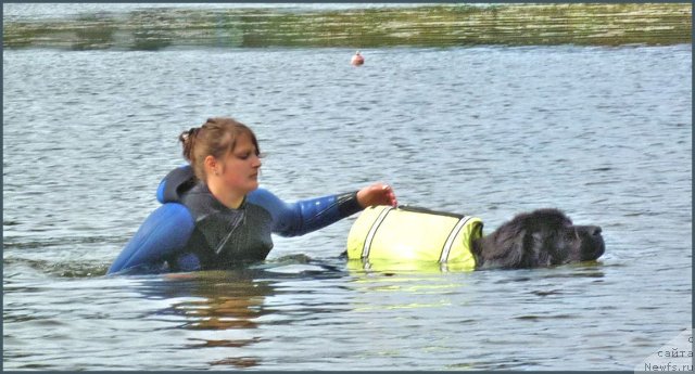 Фото: ньюфаундленд Smigar Teodor (Смигар Теодор), Anastasiya Mihaylova (Анастасия Михайлова)