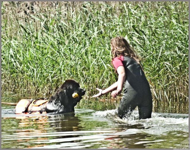 Фото: ньюфаундленд Pitern'yuf Everest (Питерньюф Еверест), Margarita Dolotova (Маргарита Долотова)