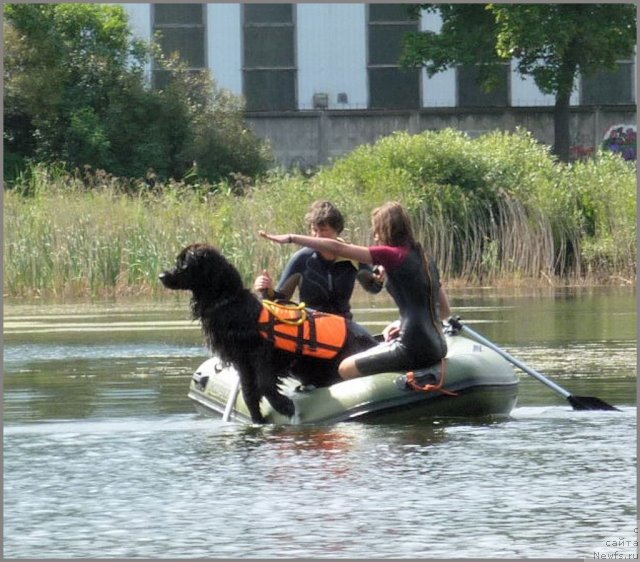 Фото: ньюфаундленд Pitern'yuf Everest (Питерньюф Еверест), Margarita Dolotova (Маргарита Долотова), Nataliya Mihaylova (Наталия Михайлова)