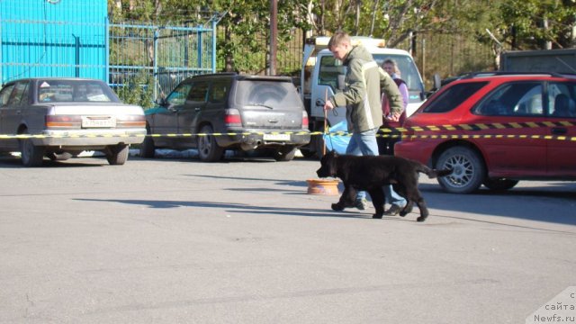 Фото: ньюфаундленд Bi Perfekt Asker (Би Перфект Аскер)
