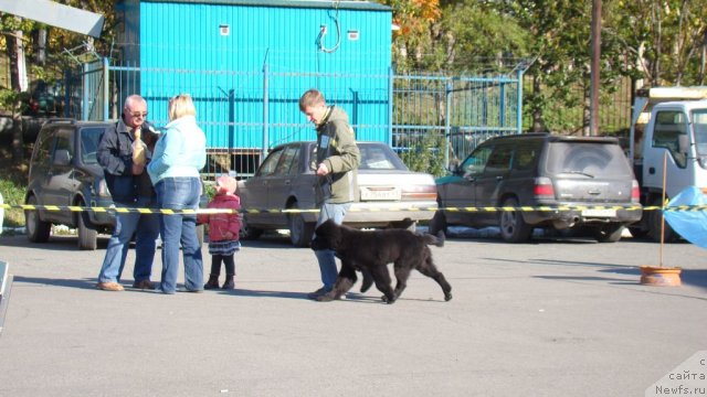 Фото: ньюфаундленд Bi Perfekt Asker (Би Перфект Аскер)