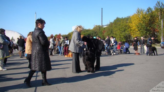 Фото: ньюфаундленд Sent Djons Tender Kiss of Elly (Сент Джонс Тендер Кисс оф Элли)