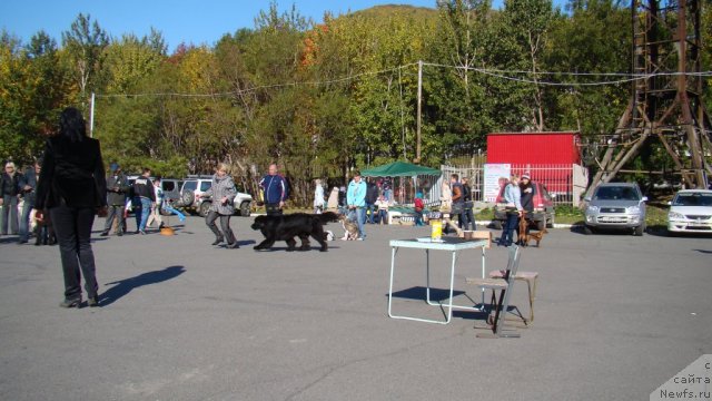 Фото: ньюфаундленд Sent Djons Tender Kiss of Elly (Сент Джонс Тендер Кисс оф Элли)