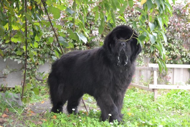 Фото: ньюфаундленд Super Premium Ameliya YEkshen (Супер Премиум Амелия Экшен)