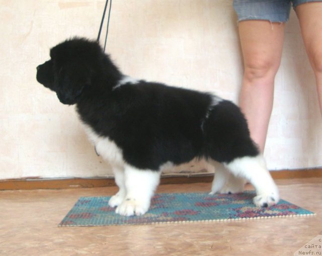 Фото: ньюфаундленд Fiamettahauz Princess B'yuti (Фиаметтахауз Принцесс Бьюти)