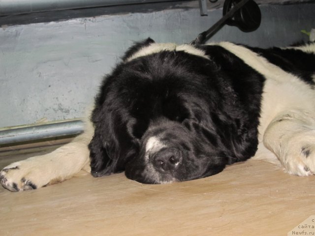 Фото: ньюфаундленд Super Premium Zheneva (Супер Премиум Женева)