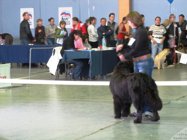 Фото: ньюфаундленд Akkila Tiko YArkaya Zvezda (Аккила Тико Яркая Звезда)