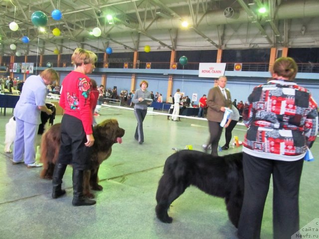 Фото: ньюфаундленд Undercover Angel Nuo Ozo Kalvu, ньюфаундленд Barhatka Roskoshnaya (Бархатка Роскошная), ньюфаундленд Super Premium Zheneva (Супер Премиум Женева)