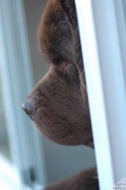 Фото: ньюфаундленд Povelitel' Velikih Ozer (Повелитель Великих Озер)