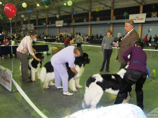 Фото: ньюфаундленд Blyek Diamond Agidel' ot Potapa Teodorro (Блэк Диамонд Агидель от Потапа Теодорро), ньюфаундленд Super Premium Zhodo Ferolli (Супер Премиум Жодо Феролли), ньюфаундленд Super Premium Zheneva (Супер Премиум Женева)