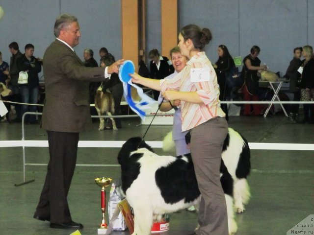 Фото: ньюфаундленд Super Premium Zheneva (Супер Премиум Женева), ньюфаундленд Super Premium Zhodo Ferolli (Супер Премиум Жодо Феролли)