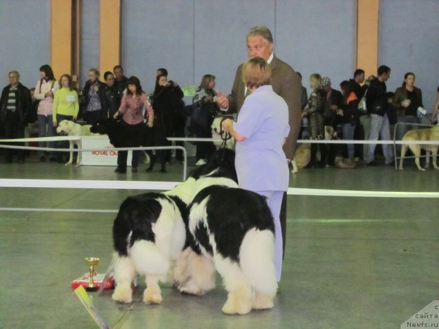 Фото: ньюфаундленд Super Premium Zheneva (Супер Премиум Женева), ньюфаундленд Super Premium Zhodo Ferolli (Супер Премиум Жодо Феролли)