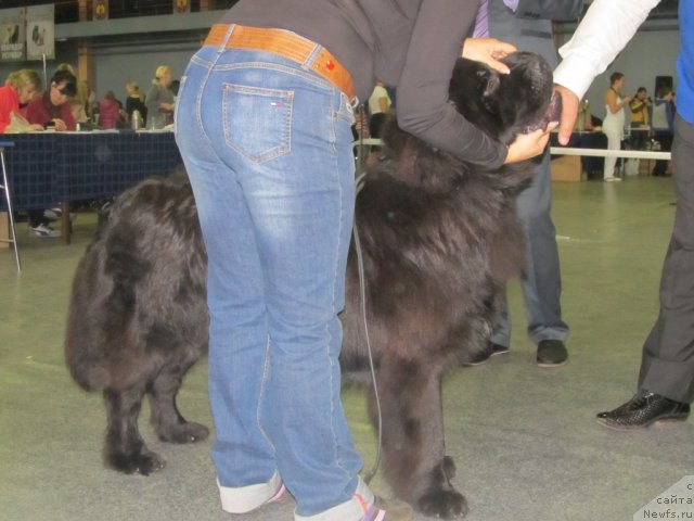 Фото: ньюфаундленд Akkila Tiko YArkaya Zvezda (Аккила Тико Яркая Звезда)