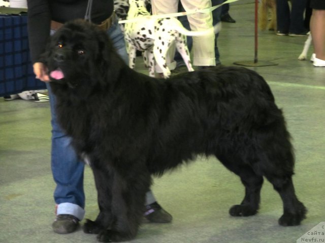 Фото: ньюфаундленд Akkila Tiko YArkaya Zvezda (Аккила Тико Яркая Звезда)
