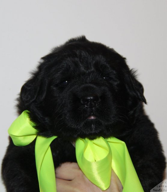 Фото: ньюфаундленд Akvian Song Idzumi (Аквиан Сонг Идзуми)