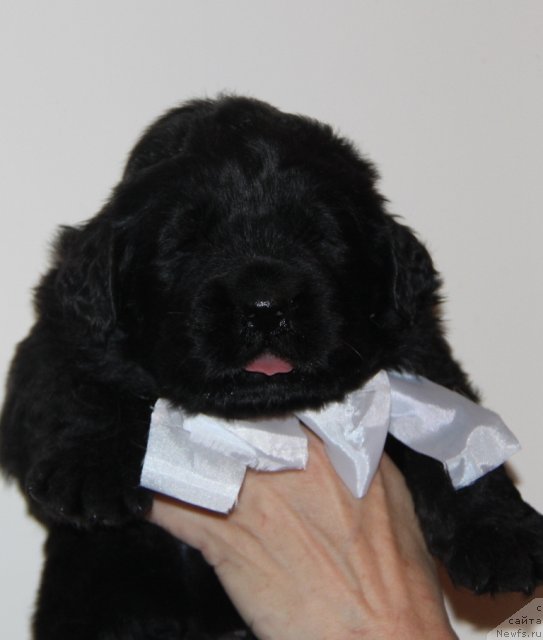 Фото: ньюфаундленд Akvian Song Inseyshibel Layf (Аквиан Сонг Инсейшибел Лайф)