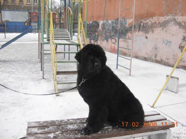 Фото: ньюфаундленд Skippers Only You for Smigar