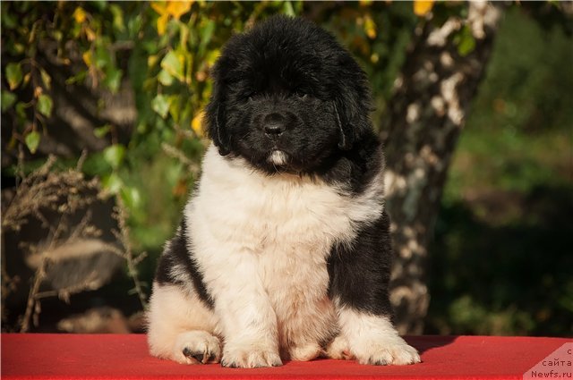 Фото: ньюфаундленд Keeper Soul  Next Page of Story (Кипер Соул Некст Пэйдж оф Стори)