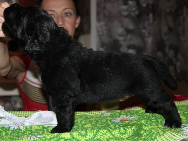 Фото: ньюфаундленд Akvian Song Inseyshibel Layf (Аквиан Сонг Инсейшибел Лайф)