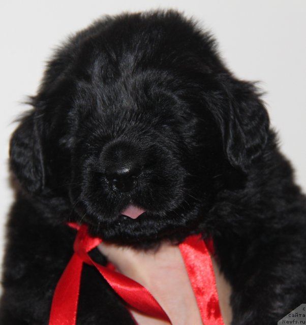 Фото: ньюфаундленд Akvian Song Insayd Mi Vord (Аквиан Сонг Инсайд Ми Ворд)